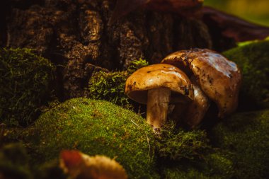 koyu yeşil yosun ıslak şapkalı mantar