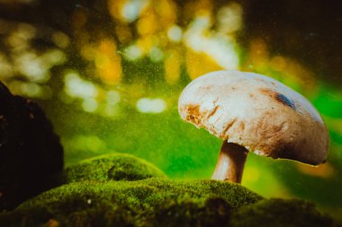 taze mantar orman petrol üzerinde yosun yetişir