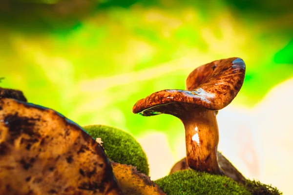 Verse chanterelle paddestoel groeit in het bos op mos — Stockfoto