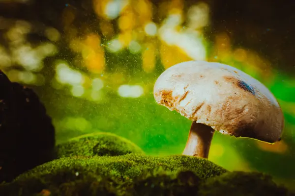 Fresh mushroom forest champignons grows on moss — Stock Photo, Image