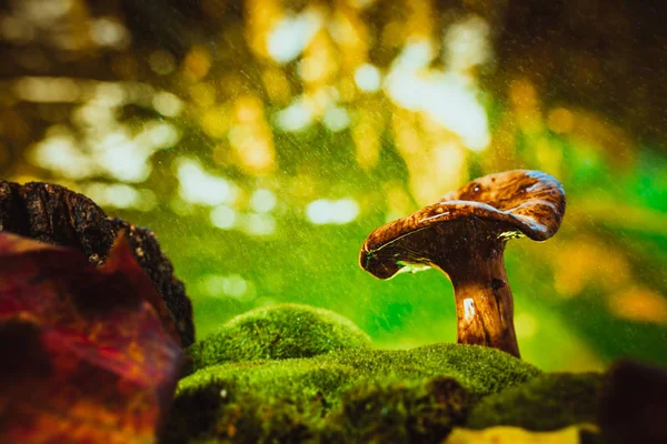 Fresh chanterelle mushroom growing in the woods on moss under rain — Stock Photo, Image