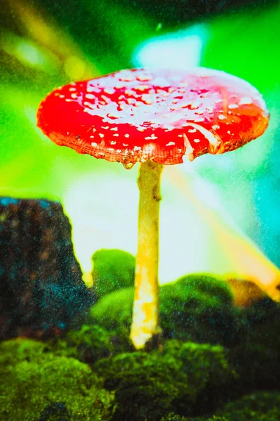 美丽的红色，有白色斑点，苔藓上有蘑菇 — 图库照片