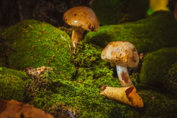 Tmavé houby na zeleným mechem v mokrém klobouku — Stock fotografie