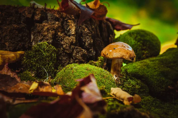 koyu yeşil yosun ıslak şapkalı mantar