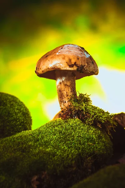 Dark mushrooms on moss with a wet hat blurred background — Stock Photo, Image