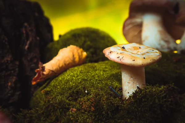 Cogumelo fresco russula talo branco cresce no musgo — Fotografia de Stock