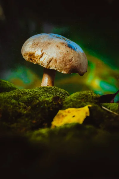 Fresh mushroom forest champignons grows on moss — Stock Photo, Image