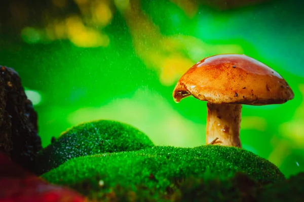 Fresh brown cap boletus mushroom on moss in the rain — Stock Photo, Image