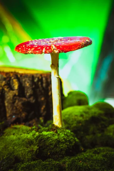 Beautiful red with white spots mushroom on moss — Stock Photo, Image
