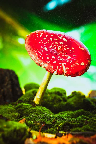 Beautiful red with white spots mushroom on moss — Stock Photo, Image