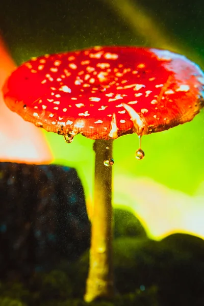 Beautiful red with white spots mushroom on moss — Stock Photo, Image