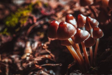 bir ağaç kütüğü üzerinde birçok küçük mantar