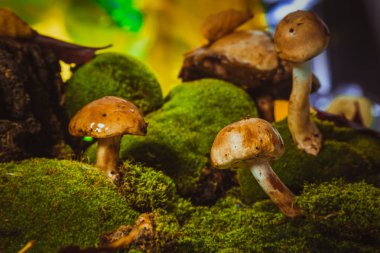 koyu yeşil yosun ıslak şapkalı mantar