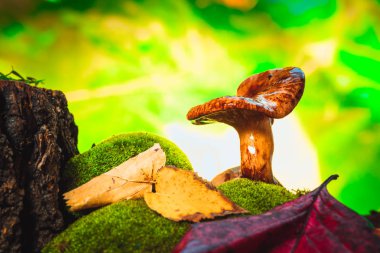 Ormanda yetişen taze mantarlı yosun.