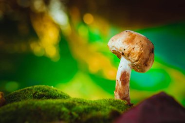 taze mantar orman petrol üzerinde yosun yetişir