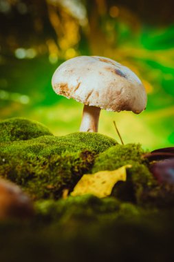 taze mantar orman petrol üzerinde yosun yetişir