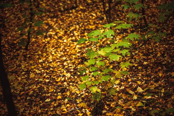 Folhas de outono amarelo e verde da árvore — Fotografia de Stock