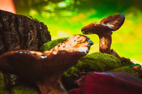 苔の上の森で育った新鮮なシャンテル・キノコ — ストック写真