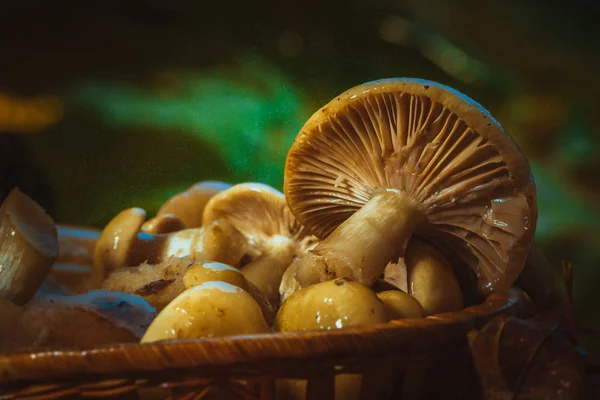 Russula svampar i en korg på nära håll — Stockfoto