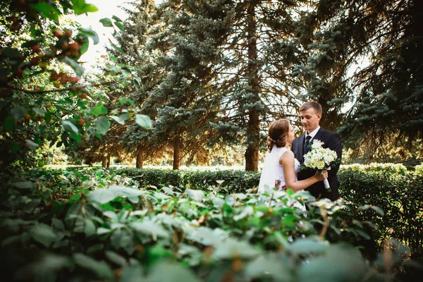 Pareja novia y novio en un parque fondo —  Fotos de Stock