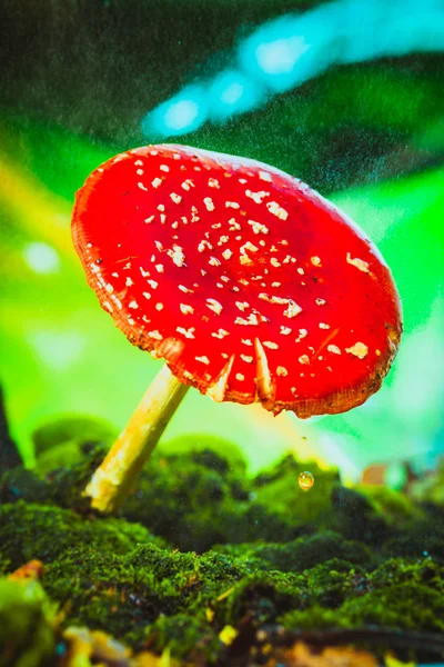 Mooi rood met witte vlekken champignon op mos — Stockfoto