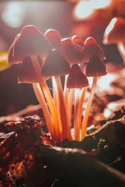 Muchos pequeños hongos en un tocón de árbol primer plano del sol — Foto de Stock