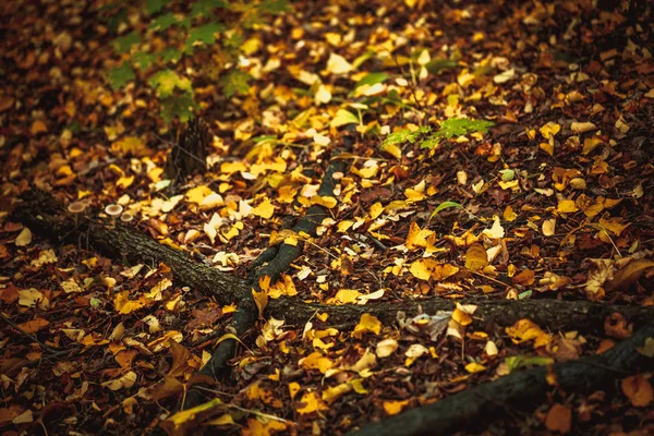 Hojas de otoño amarillo y verde en el suelo en el bosque —  Fotos de Stock