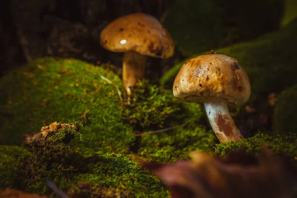 Donkere paddestoelen op groene mos met een natte muts — Stockfoto