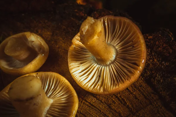 Mushrooms russula close up on a stump — Stock Photo, Image