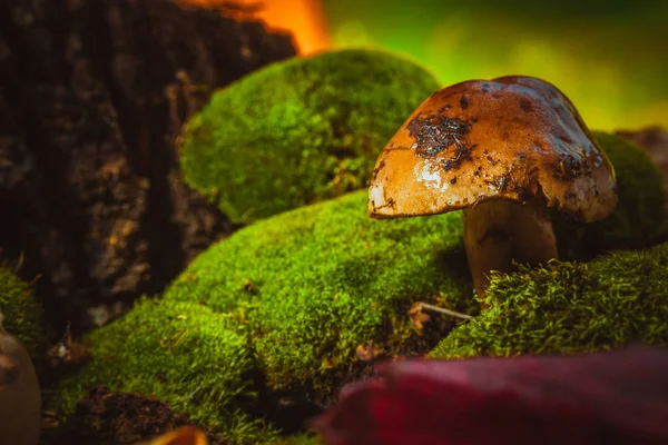 Donkere paddestoelen op groene mos met een natte muts — Stockfoto