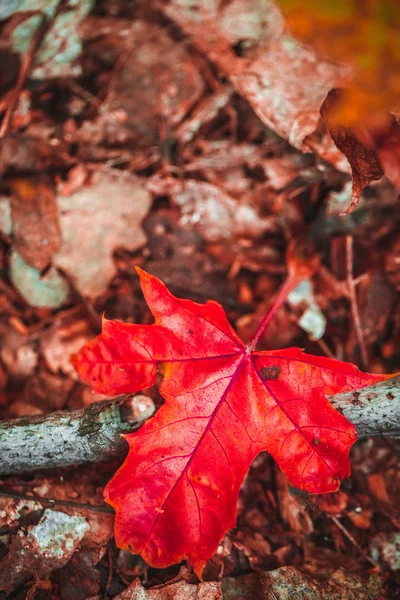Herbstliches rotes Blatt auf Moos und Laub — Stockfoto