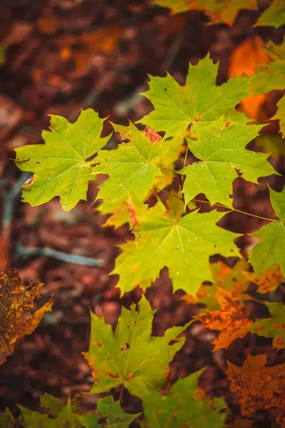 Осенние листья желтые и зеленые — стоковое фото