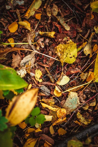 Осенние листья желтые и зеленые на земле в лесу — стоковое фото