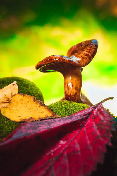 Funghi cantarelli freschi che crescono nel bosco sul muschio — Foto Stock