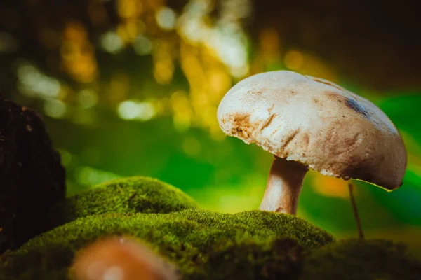 Funghi freschi champignons foresta cresce sul muschio — Foto Stock