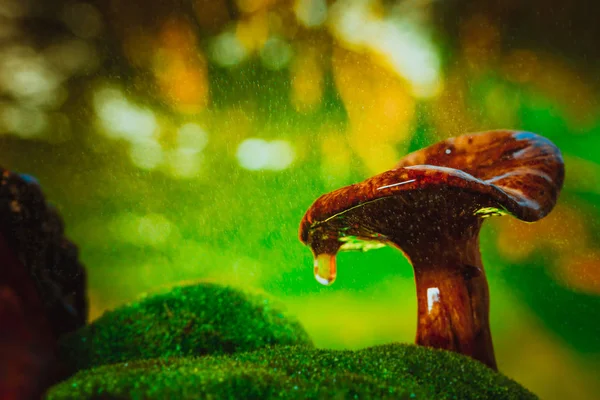 Con la tapa de champiñón chanterelle goteando salpicaduras de lluvia — Foto de Stock