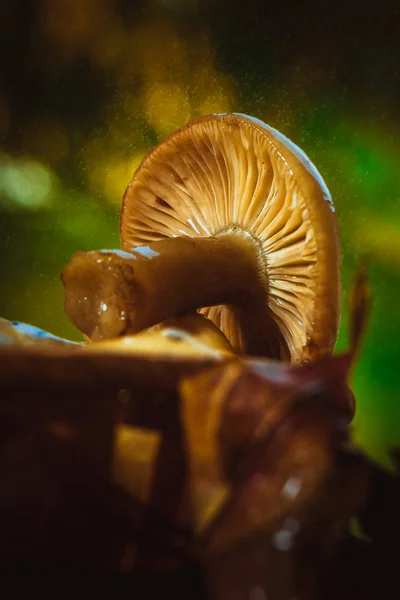 Russula paddestoelen in een rieten mand close-up — Stockfoto