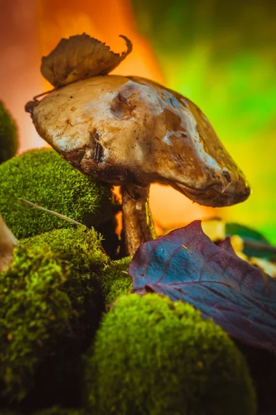 Tummat sienet vihreällä sammalta märkä hattu — kuvapankkivalokuva