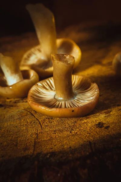 Svamp russula som närbild på en stubbe — Stockfoto