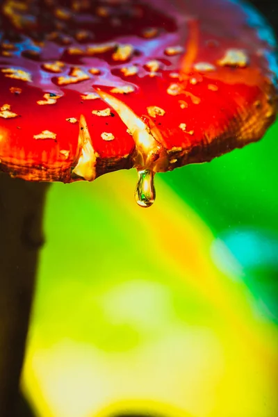 Beautiful red with white spots mushroom on moss — Stock Photo, Image