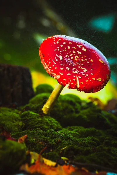 Beautiful red with white spots mushroom on moss — Stock Photo, Image