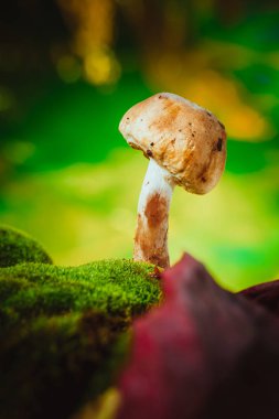 taze mantar orman petrol üzerinde yosun yetişir