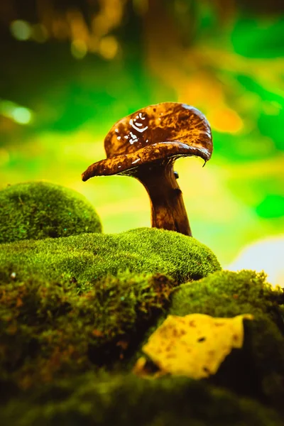 Fresh chanterelle mushroom growing in the woods on moss under rain — Stock Photo, Image