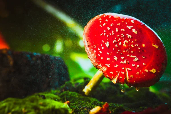 Красивый красный с белыми пятнами грибов на мху — стоковое фото