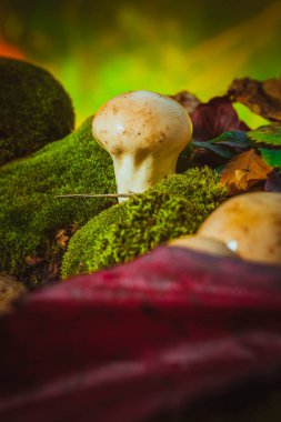 Islak mantar kurtmantarı yeşil yosun yetişir