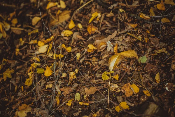 Το φθινόπωρο τα φύλλα κίτρινα και πράσινα στο έδαφος στο δάσος — Φωτογραφία Αρχείου