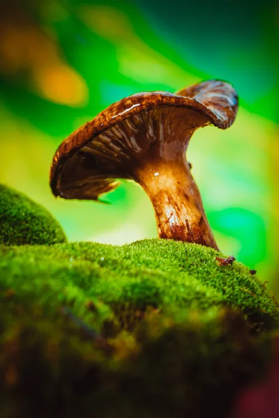 Verse chanterelle paddestoel groeit in het bos op mos — Stockfoto