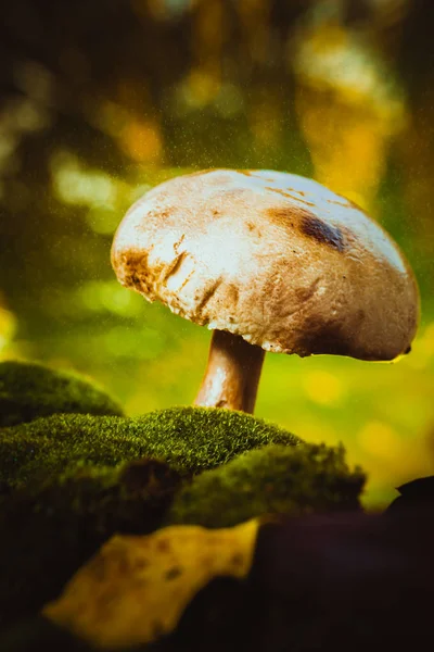 Verse mushroom forest Kweekaccessoires groeit op mos — Stockfoto