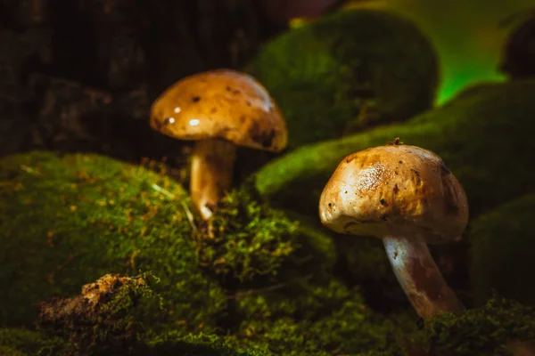 Темні гриби на зеленому моху з мокрим капелюхом — стокове фото