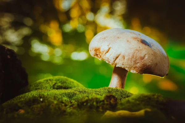 Fresh mushroom forest champignons grows on moss — Stock Photo, Image